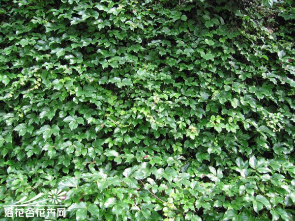 异叶地锦图片四