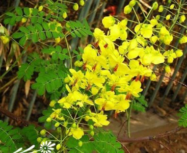 花卉云实介绍 云实图片大全