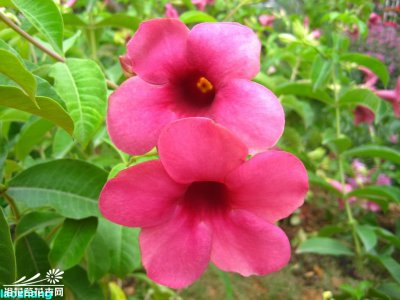 紫蝉花简介 紫蝉花照片图