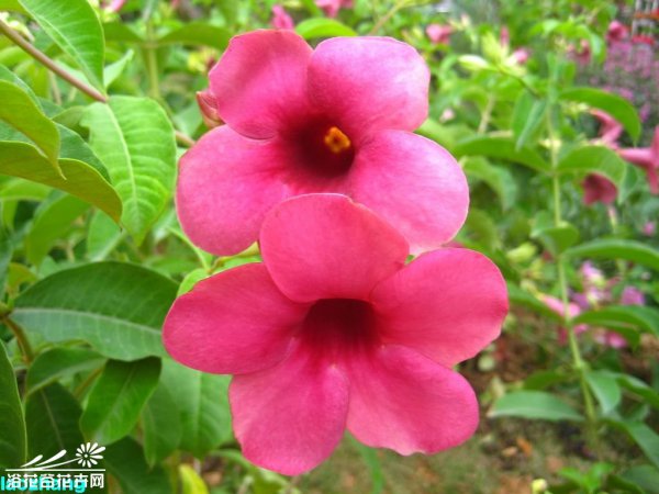 紫蝉花图片一