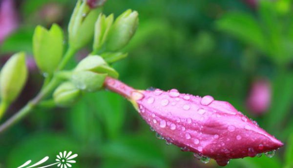 紫蝉花图片三