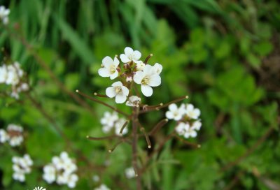 白花碎米荠介绍 白花碎米荠图片欣赏