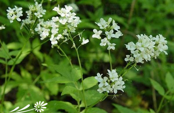 白花碎米荠图片三