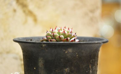 多肉植物姬莲简介 姬莲图片大全