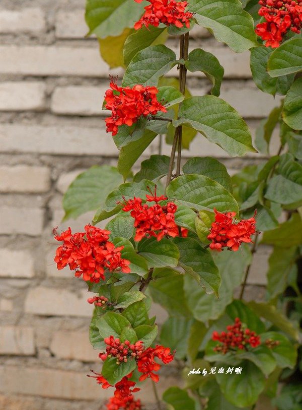 龙吐珠图片四