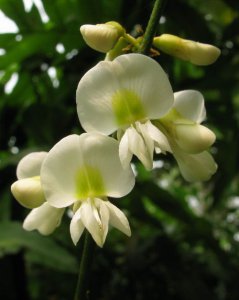 绿花崖豆藤简介 绿花崖豆藤图片集