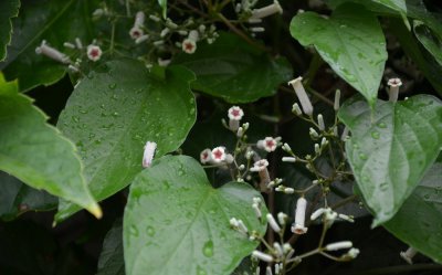 花卉六方藤详解 六方藤图片