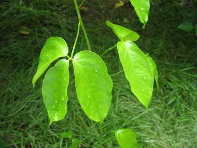 花卉宽药青藤简介 宽药青藤图片