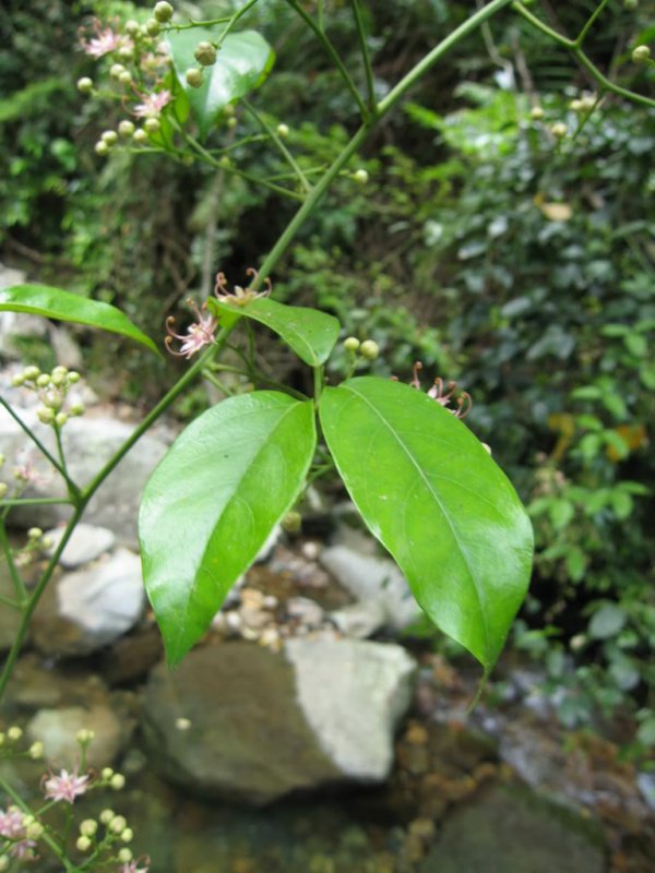 宽药青藤图片三