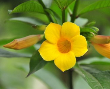 常绿花木金钩吻简介 金钩吻图片
