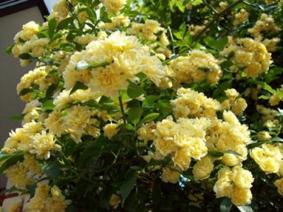 黄木香花介绍 黄木香花图片欣赏