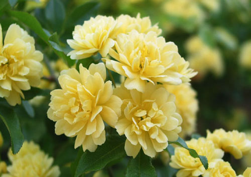黄木香花图片二