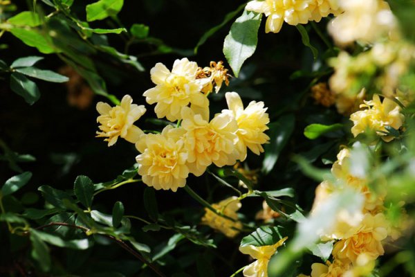 黄木香花图片三