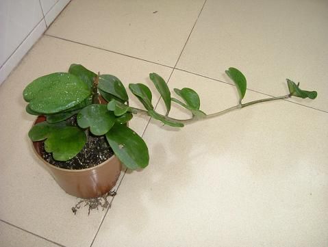 黄花球兰图片二
