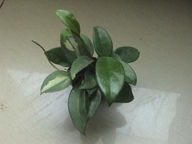 黄花球兰图片三