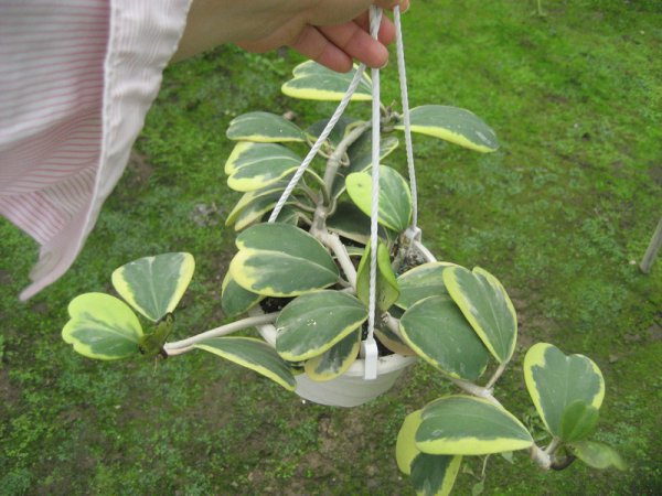 黄花球兰图片四