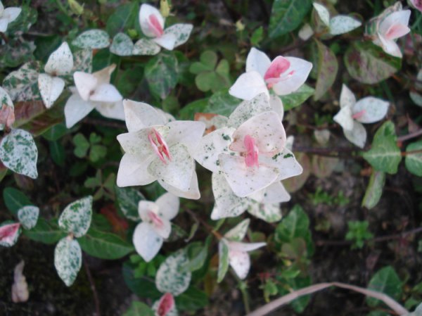 花叶络石图片七