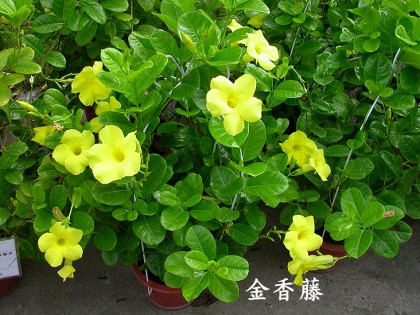 金香藤图片八