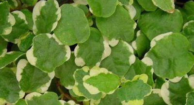 花叶薜荔介绍 花叶薜荔图片欣赏