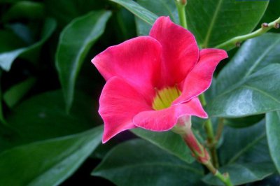 红蝉花介绍 红蝉花图片欣赏