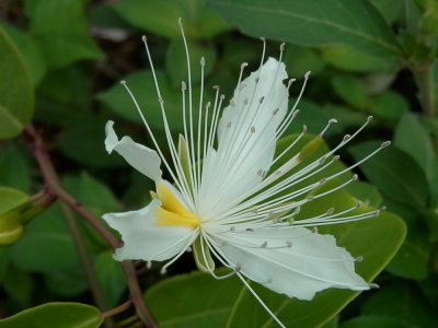 花卉海南槌果藤介绍 海南槌果藤图片集