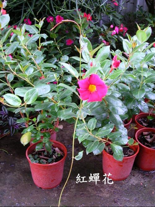 红蝉花图片五