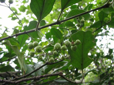 扶芳藤介绍 扶芳藤图片欣赏
