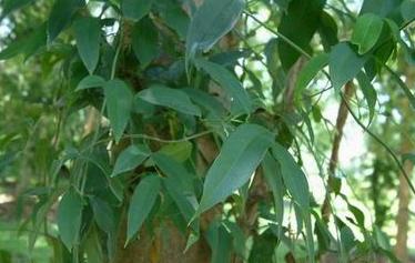 花卉丛林素馨简介 丛林素馨图片大全