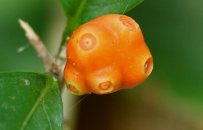 花卉百眼藤简介 百眼藤图片欣赏