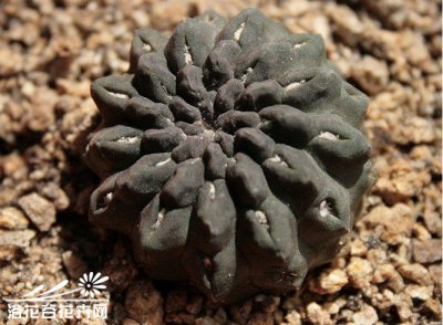 仙人掌（球）雷头玉简介 雷头玉图片大全
