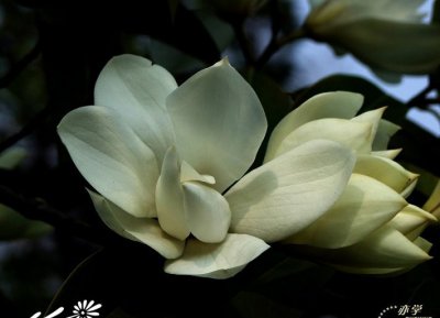 常绿花木阔瓣含笑简介 阔瓣含笑图片欣赏