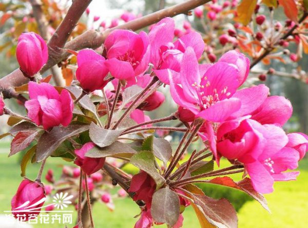 凯尔斯海棠图片七