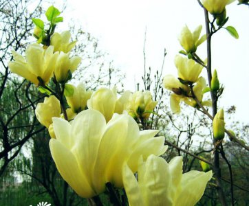 花卉黄玉兰（黄兰）介绍 黄玉兰（黄兰）图片欣赏