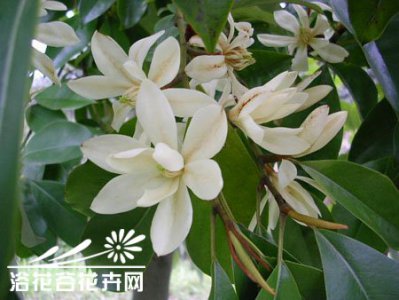 火力楠（醉香含笑）介绍 火力楠（醉香含笑）图片大全