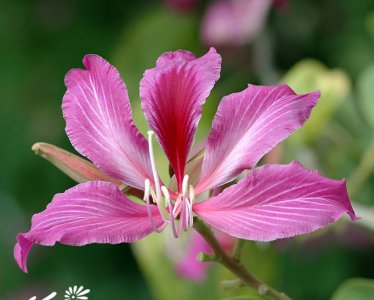 红花羊蹄甲（洋紫荆）介绍 红花羊蹄甲（洋紫荆）图片欣赏