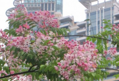 红花决明详解 红花决明图片集