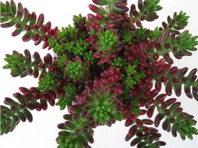 多肉植物虹之玉介绍 虹之玉图片大全