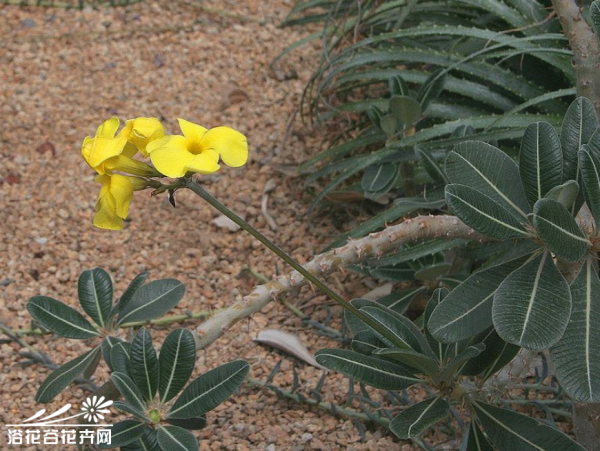 象牙宫图片七