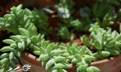 多肉植物翡翠景天介绍 翡翠景天照片图