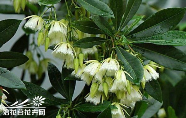 水石榕（海南杜英）图片二
