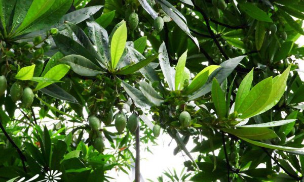 水石榕（海南杜英）图片八