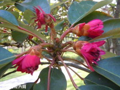红花荷简介 红花荷图片大全