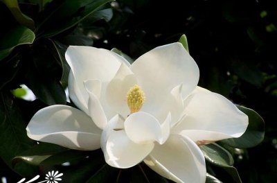 荷花玉兰（广玉兰）介绍 荷花玉兰（广玉兰）照片图