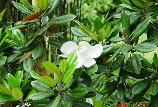 荷花玉兰（广玉兰）图片二