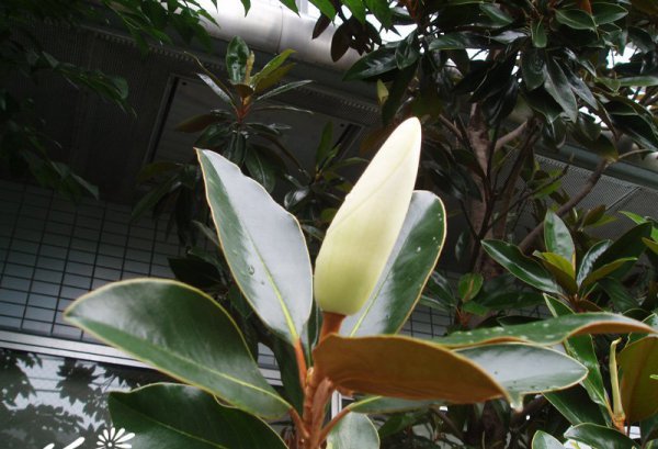 荷花玉兰（广玉兰）图片五