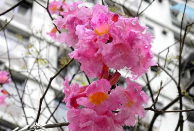 海南粉花风铃木简介 海南粉花风铃木图片