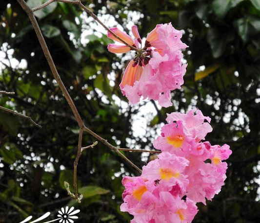 海南粉花风铃木图片二