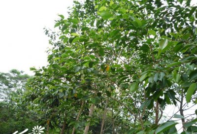 海南蒲桃（乌墨）介绍 海南蒲桃（乌墨）照片图