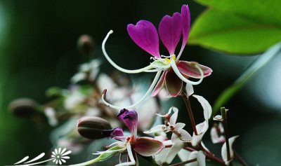 短萼仪花介绍 短萼仪花长什么样图