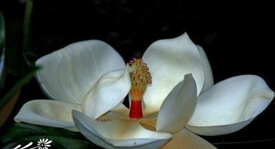 大叶木莲介绍 大叶木莲图片集